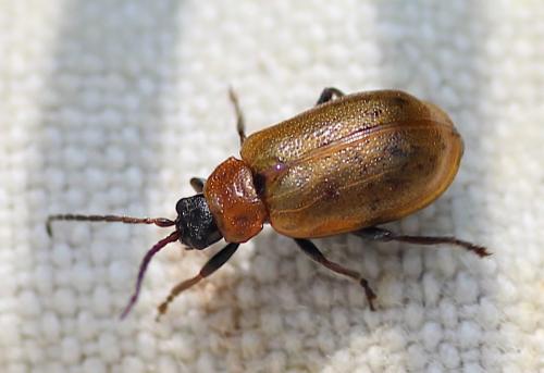 Réf. 219 484 : Lochmaea capreae